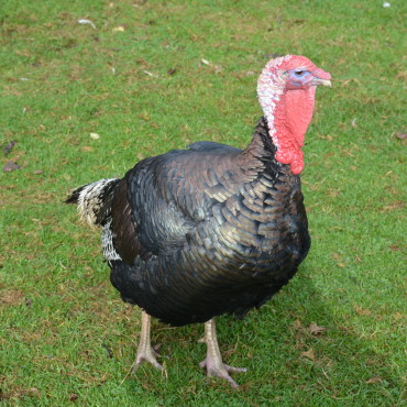 DSC_0519.jpg