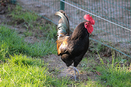 VISITE ET SOINS AUX ANIMAUX